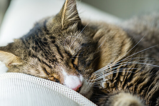 cat face