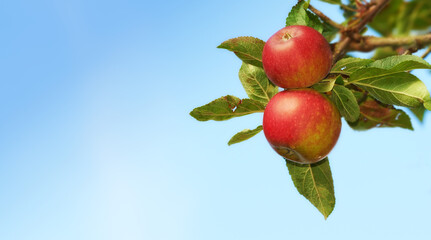 Apple-picking has never looked so enticing. Ripe red apples hanging on a tree in an orchard -...