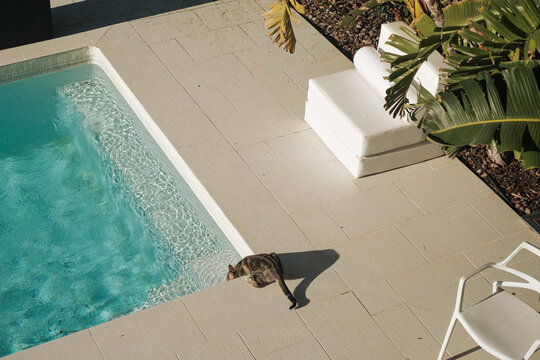 Cat in a swimming pool