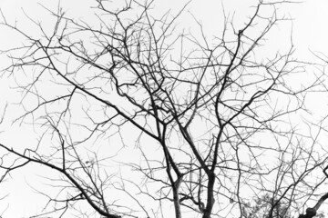 Dry tree branches on a background of grey sky.