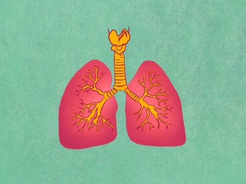 Human lungs illustration