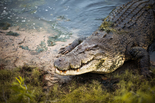 Massive alligator