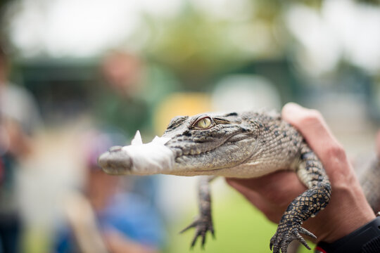 Holding a baby crocodile 