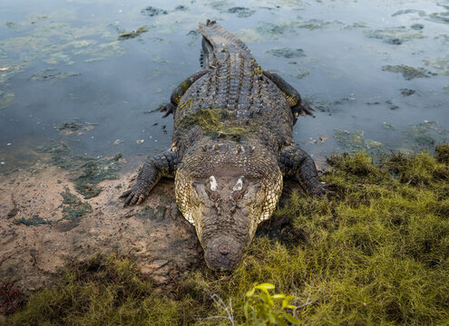 Huge alligator relaxed on the shore