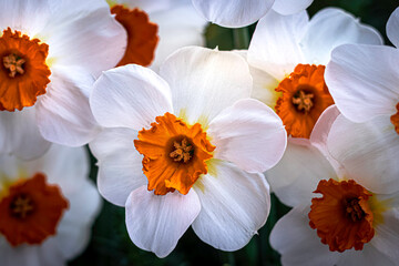 Close up of narcissus flowers, daffodils,  spring blooming
