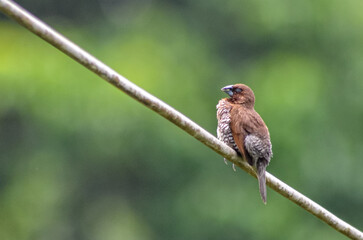 house sparrow passer domesticus
