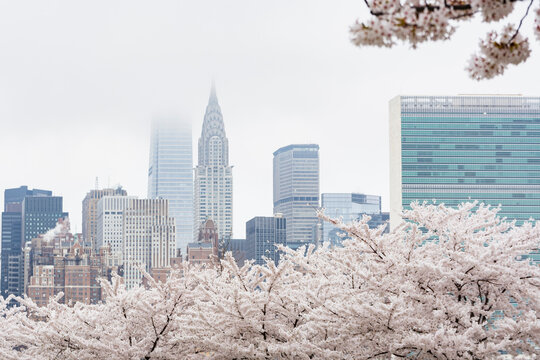 Iconic New York City skyline with springtime cherry blossoms
