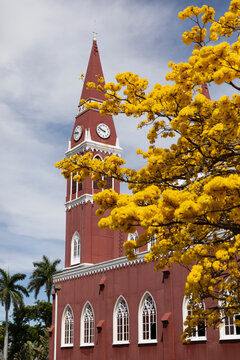 Yellow Cortez Tree with Church window