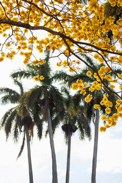 Yellow Cortez Tree branch with Yellow blooms