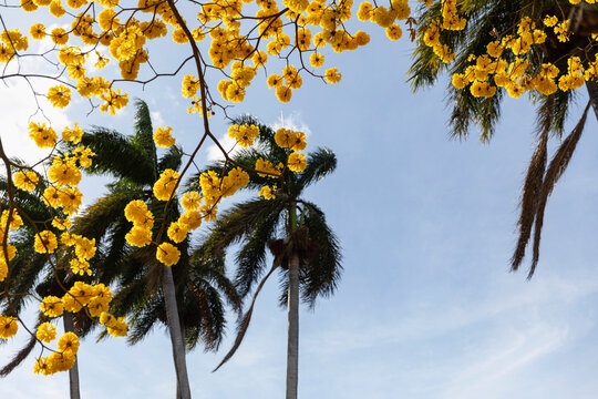 Yellow Cortez Tree landscape Costa Rica 