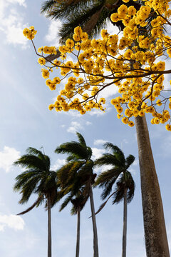 Yellow Cortez Tree blooms and palm trees