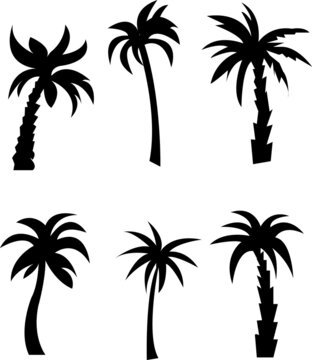  Palm trees black silhouettes set on white background..eps