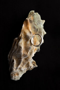 A mussel shell with a ring