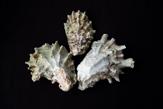 Three mussel shells