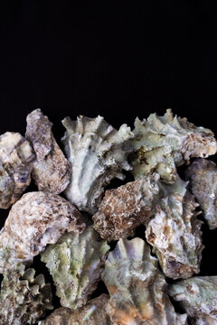 Mussel shells