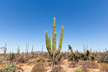 A large cactus saguaro in the middle of the desert