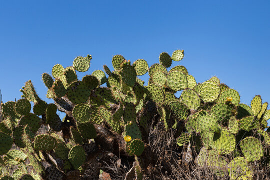 Cactus tree with thorns and red prickly pears 
