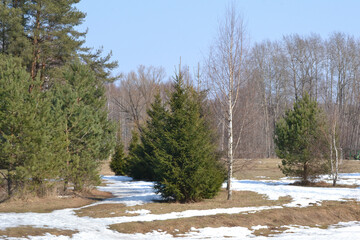 Spring time in the forest with melting snow and thawed patches with last year's grass. Spring nature landscape