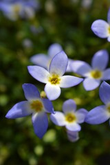 	ヒナソウ　Houstonia caerulea