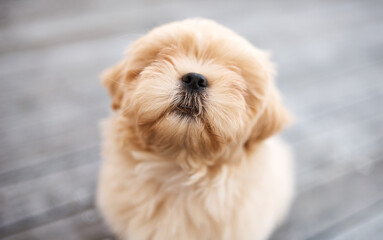 Life would be ruff without dogs. Shot of an adorable dog sitting on a wooden porch outdoors.