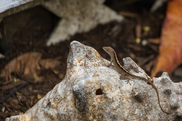 Tiny brown lizard on a rock
