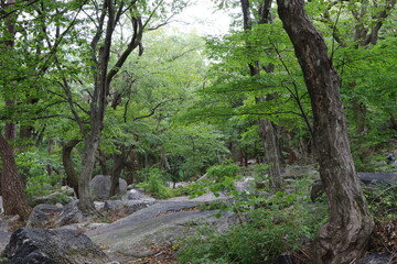 Fototapeta na wymiar Mountain with trees and rock on the ground.