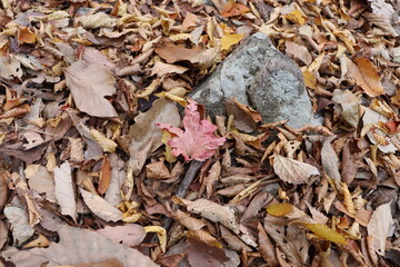 Red maple leaf fallen on the ground.  Autumn leaves fallen on the ground.  Autumn leaves and rock on the ground.