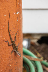 Tiny brown lizard on an orange pole