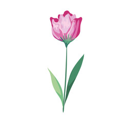 Fototapeta premium pink rose flower