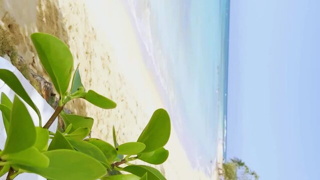 Close up of seafront plant on beach of Playa Punta Popy, Las Terrenas in Dominican Republic. VERTICAL format
