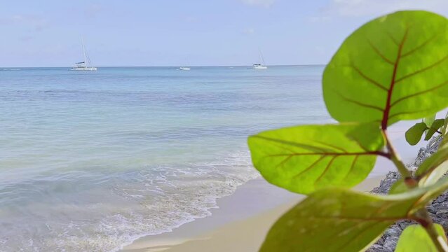 Close up of seafront plant on beach of Playa Punta Popy, Las Terrenas in Dominican Republic