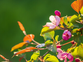 Fresh pink flowers of a blossoming apple tree with blured background