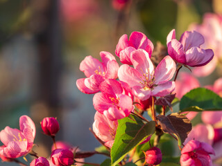 Fresh pink flowers of a blossoming apple tree with blured background