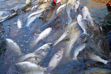 The fish in the water fishing nets