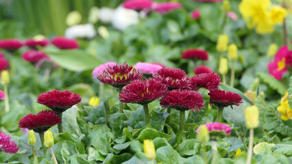 Beautiful Bellis perennis the daisy a common European species of Asteraceae family