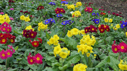 Beautiful mix of colourful Primroses in flowerbed in spring