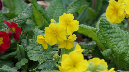 Beautiful mix of colourful Primroses in a flowerbed in spring