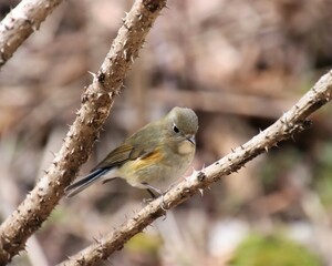 棘のある枝に止まっている小鳥