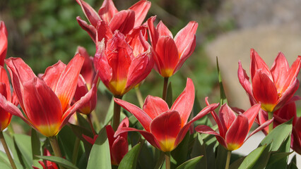 Beautiful mix of colourful Tulips in walled Garden