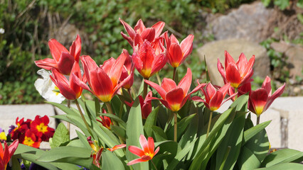 Fototapeta premium Beautiful mix of colourful Tulips in walled Garden