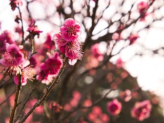 ピンク色の梅の花々