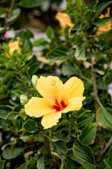 Obraz na płótnie Canvas ハワイの花