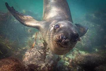 Zelfklevend Fotobehang Happy Sea Lion © Javier