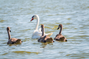 A female mute swan, Cygnus olor, swimming on a lake with its new born baby cygnets. Mute swan protects its small offspring. Gray, fluffy new born baby cygnets.