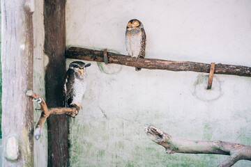 Two sleeping owls on branches in a zoo