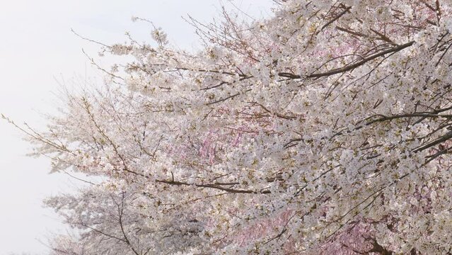 Beautiful cherry blossom branches in spring.
