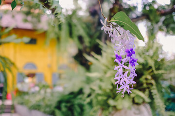 Violet tiny flowers in nature light.