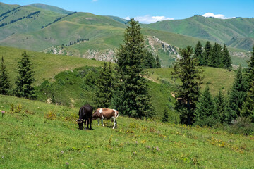 Fototapeta na wymiar Grazing cow in green mountains background. Mountain valley landscape. Nature farming. Agriculture, farmland background.