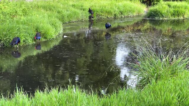 Adult and juvenile pukeko birds feeding, grooming and wading in a pond in Rotorua, New Zealand