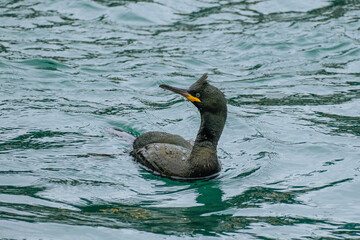 European shag, Gulosus aristotelis